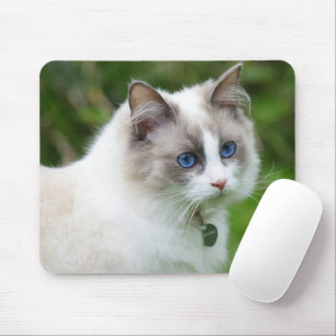 Beautiful Blue Eyed Kitten Mouse Pad