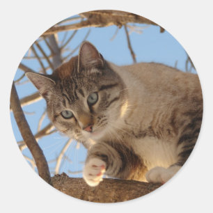Beautiful Blue Eyed Kitty Classic Round Sticker