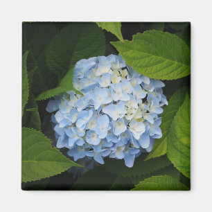 Beautiful Blue Hydrangea Floral Photo Magnet
