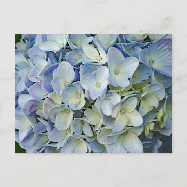 Beautiful Blue Hydrangea Flowers Photo Postcard (Front)