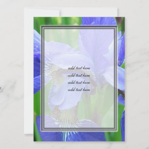 beautiful blue iris flowers