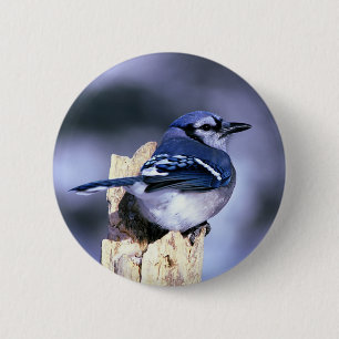 Beautiful Blue Jay 6 Cm Round Badge