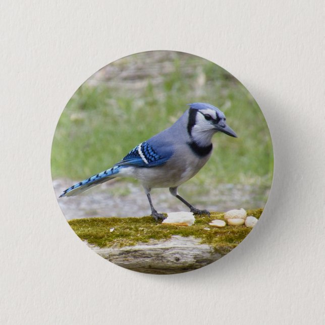 Beautiful Blue Jay bird 6 Cm Round Badge (Front)