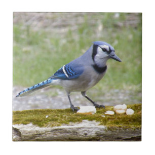 Beautiful Blue Jay bird Ceramic Tile