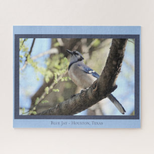 Beautiful Blue Jay; Bird Lover's  Jigsaw Puzzle
