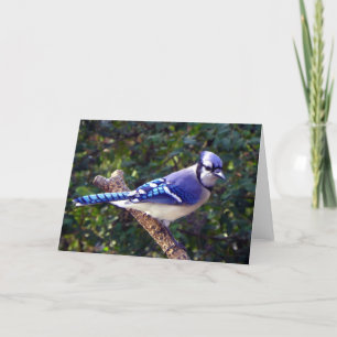 Beautiful Blue Jay Card