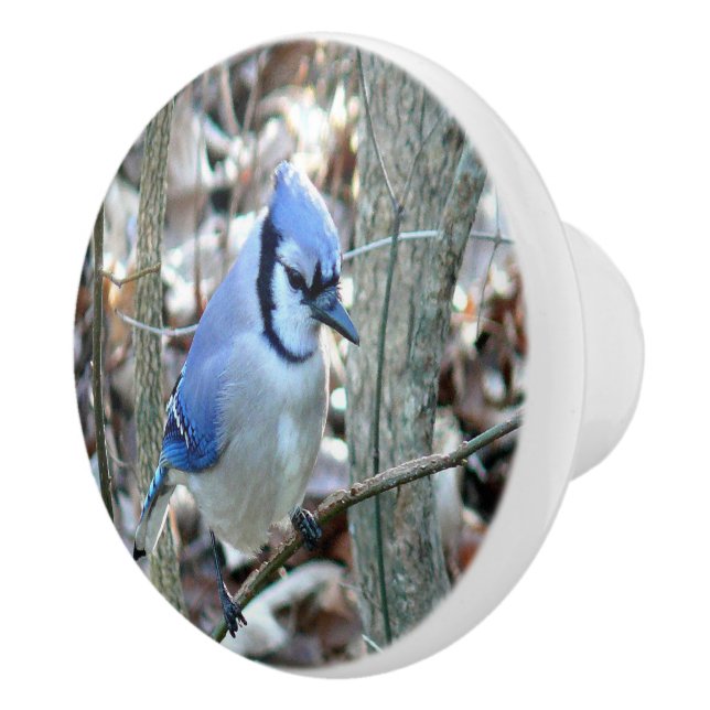 Beautiful Blue Jay Ceramic Knob (Right)
