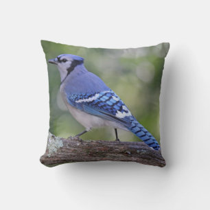 Beautiful Blue Jay Cushion