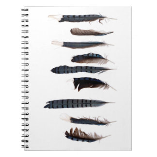 Beautiful Blue Jay Feathers Notebook