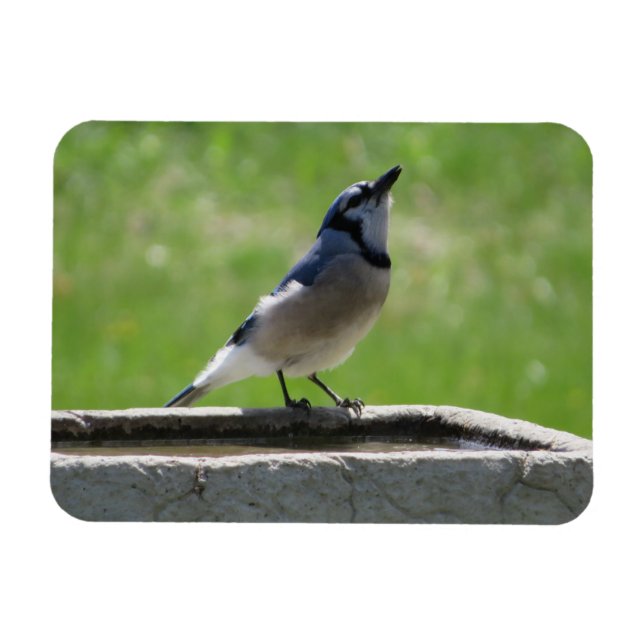 Beautiful Blue Jay Having a Drink Magnet (Horizontal)