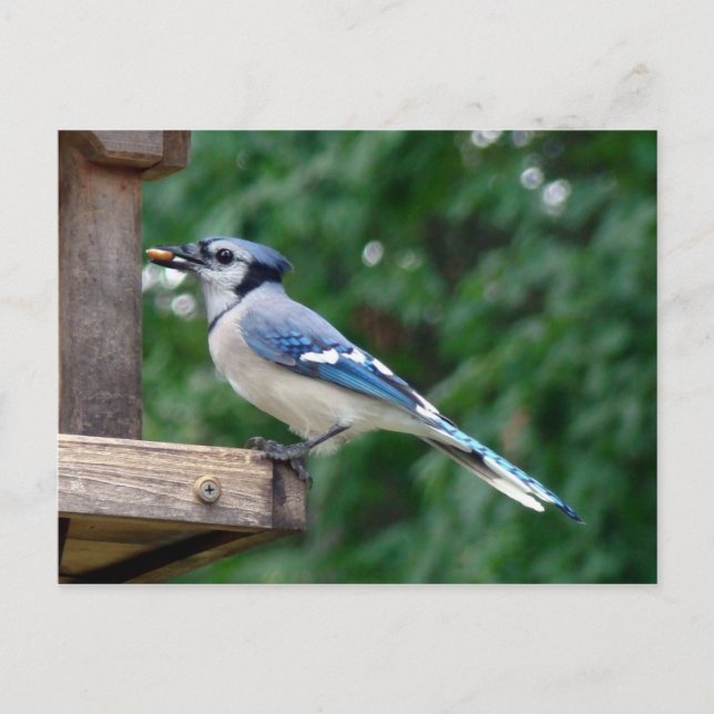 Beautiful Blue Jay Postcard (Front)