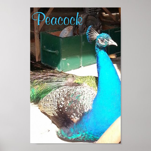 Beautiful Blue Male Peacock Old Barn Poster (Front)