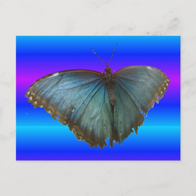 Beautiful Blue Morpho Butterfly DIY Postcard (Front)
