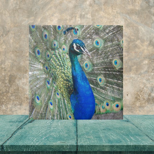 Beautiful Blue Peacock Feathers Ceramic Tile (In Situ)