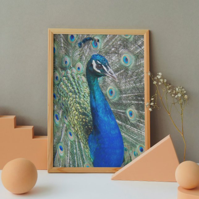 Beautiful Blue Peacock Feathers Glossy Poster (In Situ)