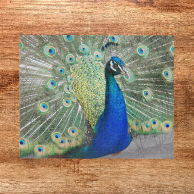 Beautiful Blue Peacock Feathers Jigsaw Puzzle (In Situ)