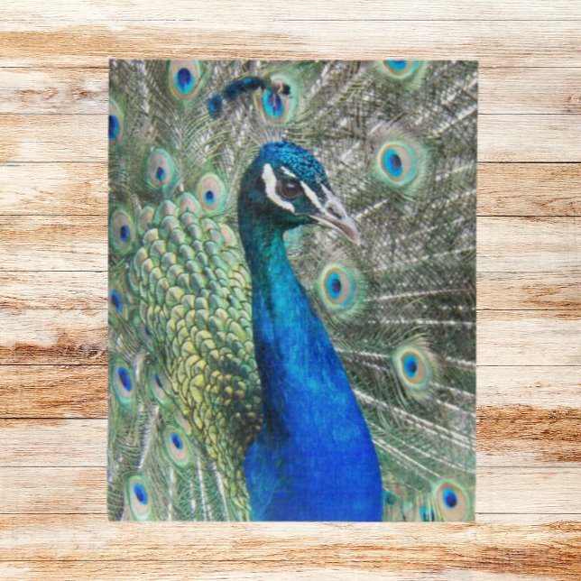 Beautiful Blue Peacock Feathers Jigsaw Puzzle (In Situ)