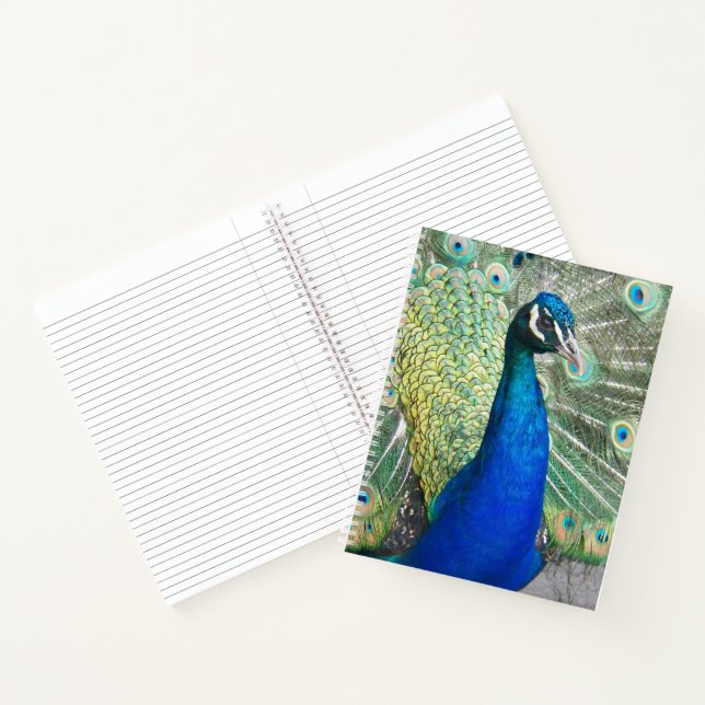 Beautiful Blue Peacock Feathers Notebook (Inside)