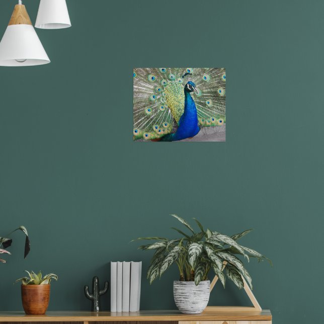 Beautiful Blue Peacock Feathers Poster (Living Room 1)