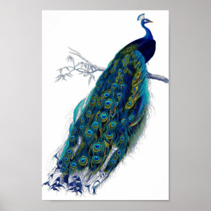 Beautiful Blue Peacock Nature Bird Tail Feathers Poster