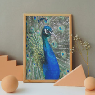 Beautiful Blue Peacock Photo Glossy Poster