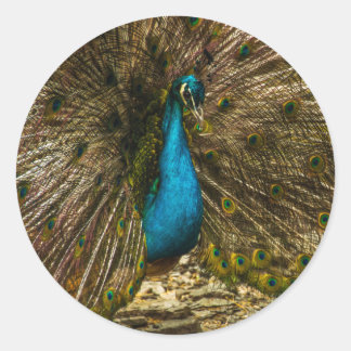 Beautiful Blue Peacock with Open Tail Feathers Classic Round Sticker