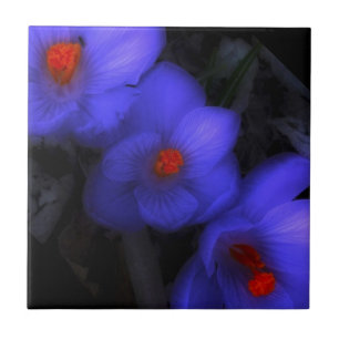 Beautiful Blue Purple Crocus Blooms Ceramic Tile