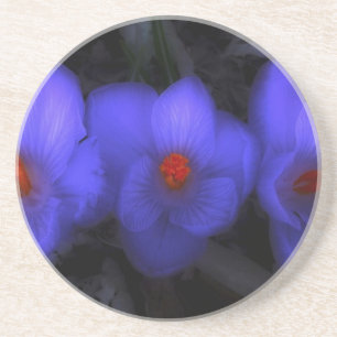 Beautiful Blue Purple Crocus Blooms Coaster