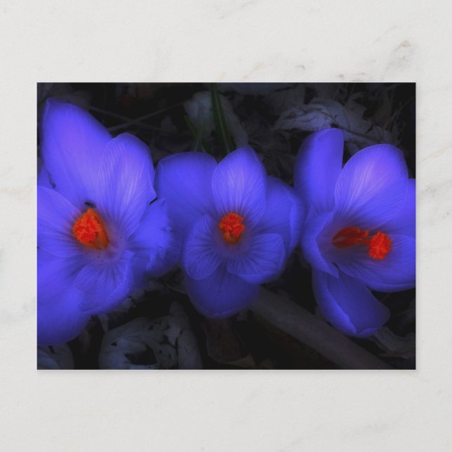 Beautiful Blue Purple Crocus Blooms Postcard (Front)