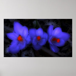 Beautiful Blue Purple Crocus Blooms Poster