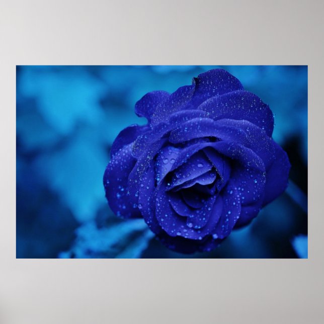 Beautiful blue rose poster (Front)