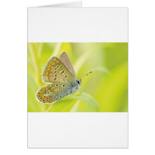 Beautiful Blue Spotted Butterfly