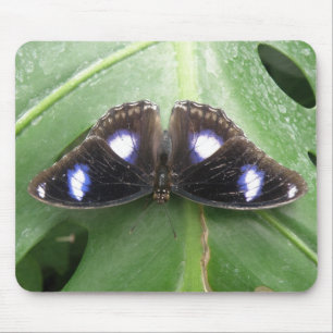 Beautiful Blue Spotted Butterfly Mousepad