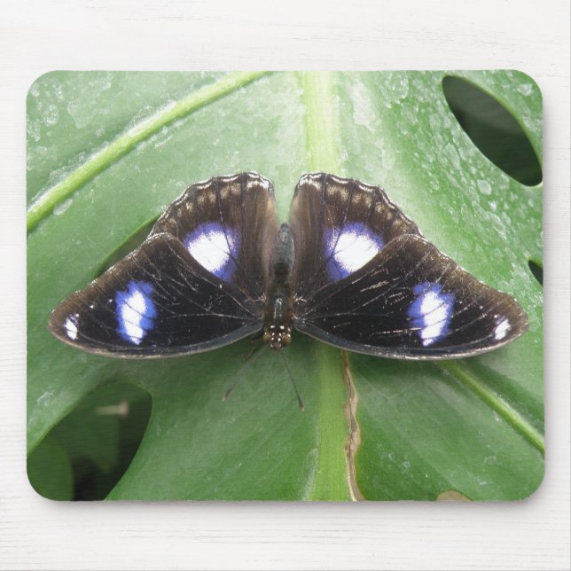 Beautiful Blue Spotted Butterfly Mousepad (Front)