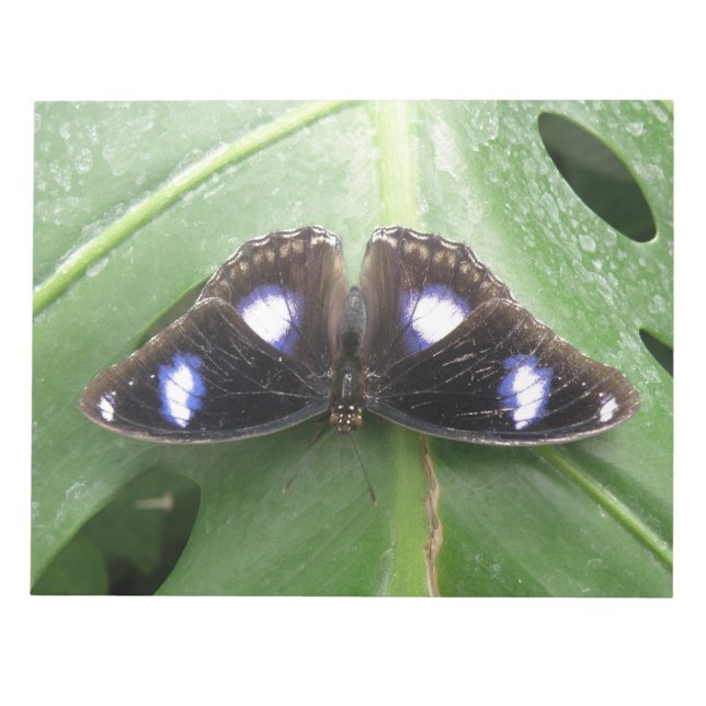 Beautiful Blue Spotted Butterfly Notepad (Front)