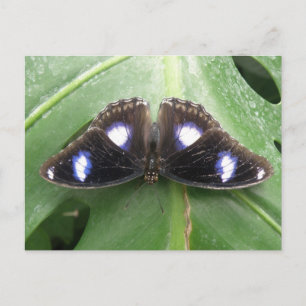 Beautiful Blue Spotted Butterfly Postcard