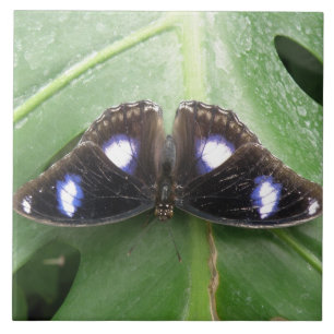 Beautiful Blue Spotted Butterfly Tile