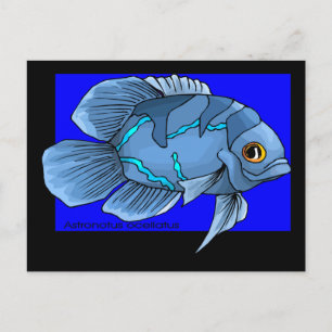 Beautiful Blue Tropical Oscar Fish Postcard