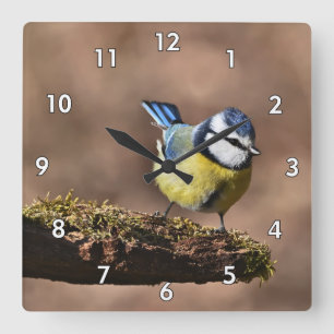 Beautiful Blue & Yellow Tit Bird on a Branch Square Wall Clock