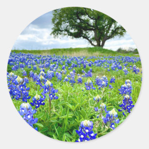 Beautiful Bluebonnets Texas Photography Classic Round Sticker