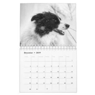 Beautiful Border Collie Dog Calendar