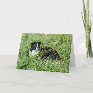 Beautiful Border Collie Note Card