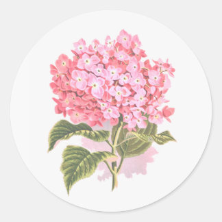 Beautiful Botanical Hydrangea Flower Classic Round Sticker