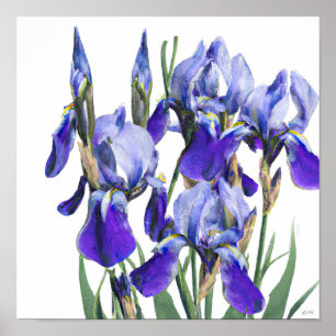 Beautiful Botanical Watercolor Blue Iris Flowers Poster