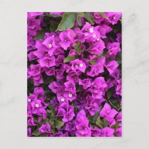 Beautiful Bougainvillea Postcard