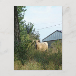Beautiful Bovine Postcard