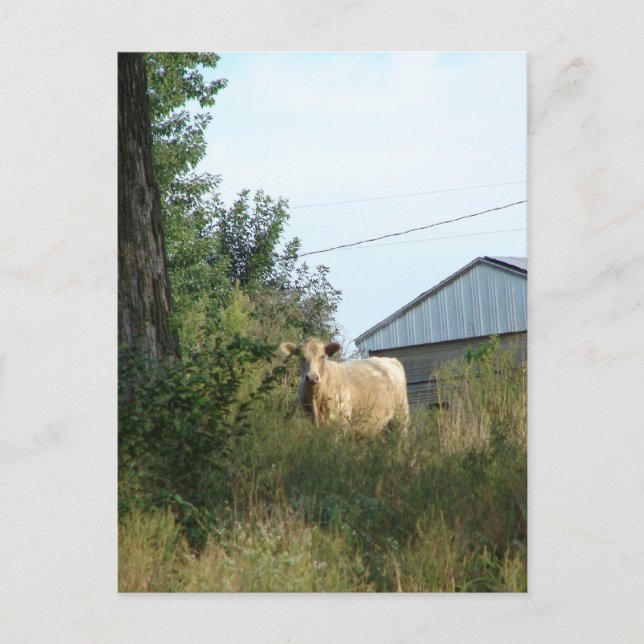 Beautiful Bovine Postcard (Front)