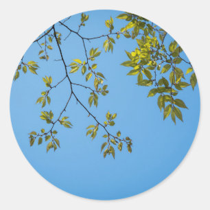 beautiful branch with green and yellow leaves hug classic round sticker