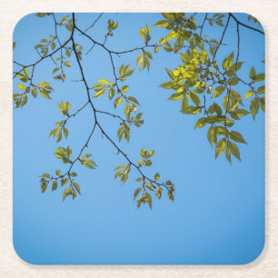 beautiful branch with green and yellow leaves hug square paper coaster