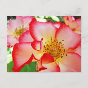 Beautiful Bright Colourful Roses Postcards Nature